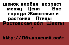 щенок алобая .возраст 1 месяц › Цена ­ 7 - Все города Животные и растения » Птицы   . Ростовская обл.,Шахты г.